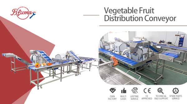 Vegetable and Fruit Distribution Device Sortation Conveyor System for Post-Processing Machines
