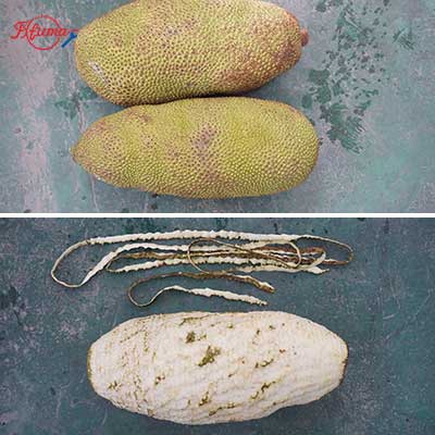 Jackfruit Peeling Machine and Pneumatic Separating