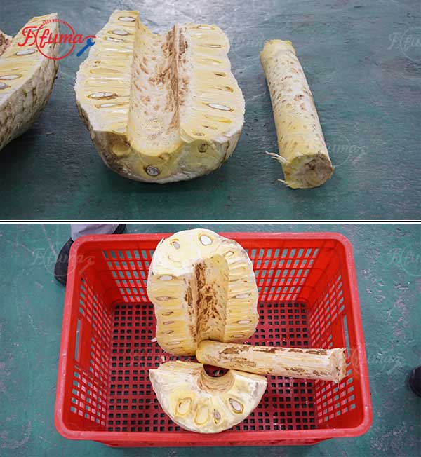 Jackfruit Peeling Machine and Pneumatic Separating