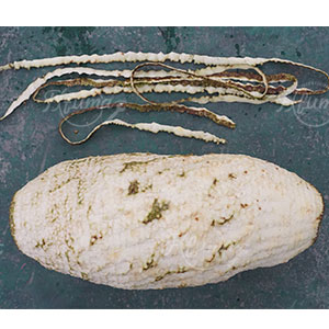 Upgrading the Fruit and Vegetable Processing Industry in Southeast Asia: A Practical Guide to Choosing the Right Peeling Equipment