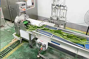 Pandan Leaf Sorting, Bubble Washing and Cutting Machine
