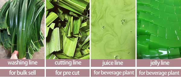 Pandan Leaf Sorting, Bubble Washing and Cutting Machine