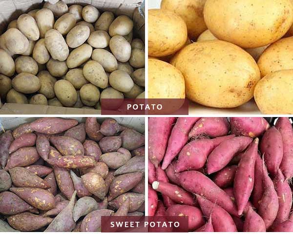 Industrial Vegetable and Fruit Bubble Washer with Pressure Spray