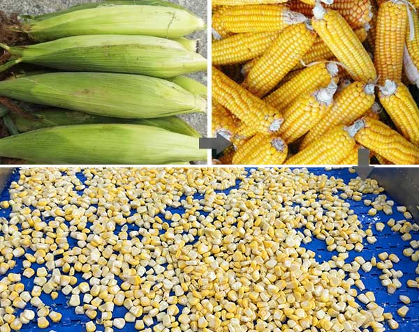 Industrial Complete Sweet Corn Processing Line