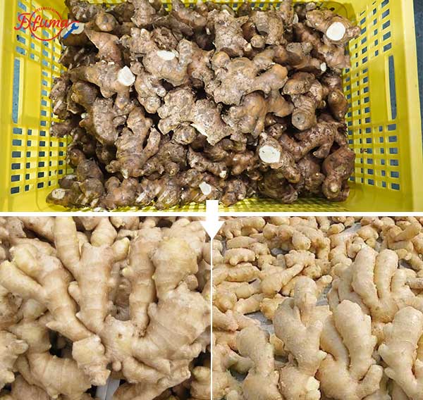 Industrial Root Vegetable Taro Potato Carrot Ginger Rotary Barrel Washing Machine with Elevaytor