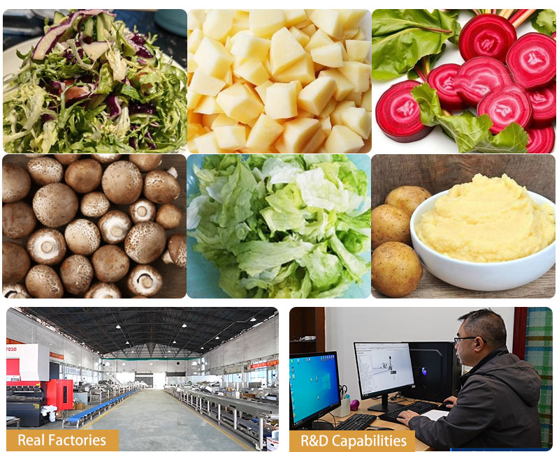 Vegetable Processing Line - Cabbage Cutting, Washing and Spin Drying Machine