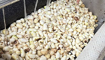 One-Stop Ready Meal Production Line Solutions — Full-Process Intelligent Equipment from Washing to Packaging