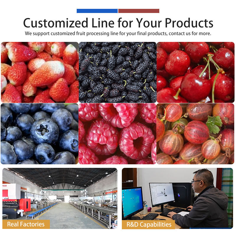 Blueberry Processing Line – Gentle Berry Washing Machine System