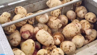 3-in-1 Taro Processing Line | Peeling, Cutting