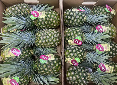 3-in-1 Automatic Pineapple Peeling, Eye Removing and Ends Cutting Machine