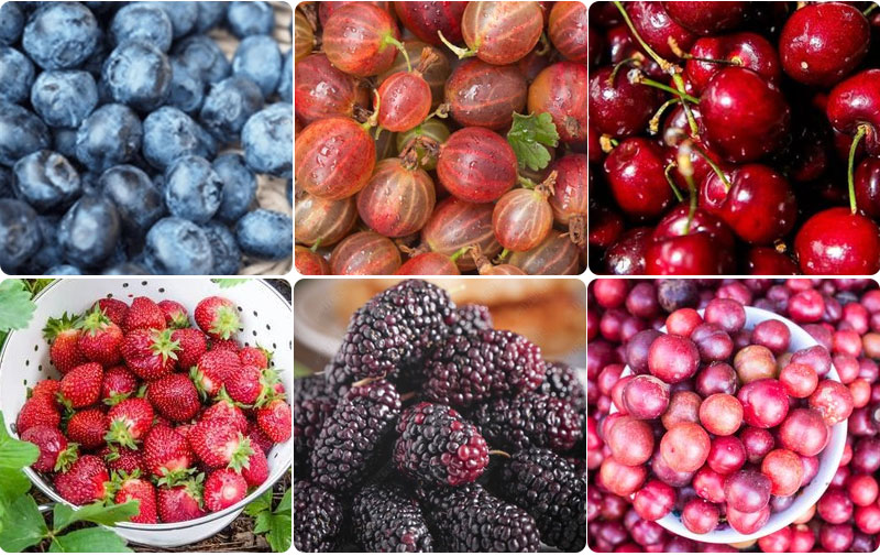 Efficient Berry Washing and Processing Line