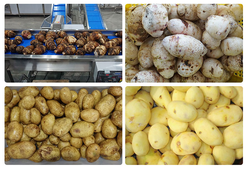 3-in-1 Taro Processing Line Trial Run | Taro