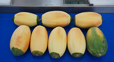 Multi-Head Papaya Peeling Machine