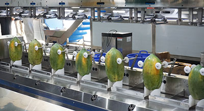 Papaya Processing Line - Peeling and Halving
