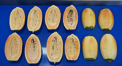 Papaya Processing Line - Peeling and Halving