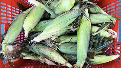 High Output Automatic Fresh Corn Dehusking Machine - 4-11T/H