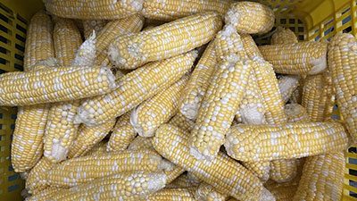 High Output Automatic Fresh Corn Dehusking Machine - 4-11T/H