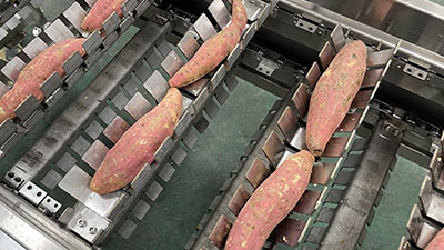 Industrial Fresh Corn Cob Cutter Machine industrial Sweet Corn Segment Cutter