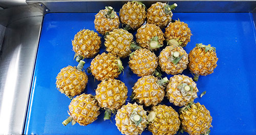 Pineapple Processing Line Solutions from China Supplier