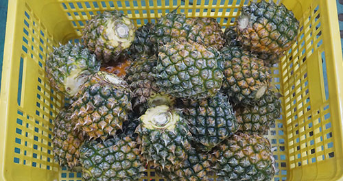 Pineapple Processing Line Solutions from China Supplier