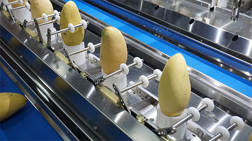 8/16 Heads Mango Peeling Machine