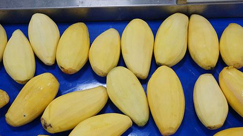 Bluk Mango Processing Line for Dried Mango