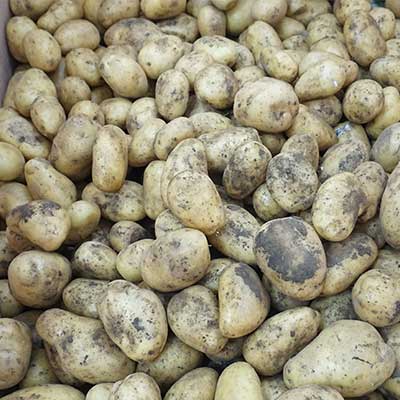 Potato Washing, Peeling and Air Drying Line, Root Vegetable Processing Solution