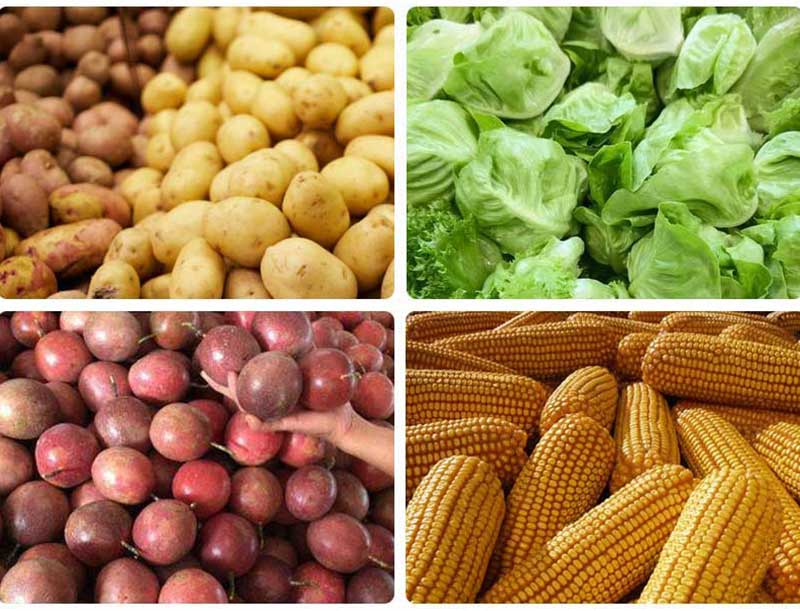 Vegetable and Fruit Dumper Hopper with Drum Washing Machine