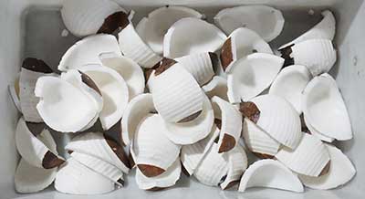 Customized Coconut Processing Line - Dehusking Peeling Washing