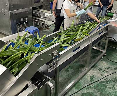 Herb / Wheatgrass / Pandan Leaf Process Line