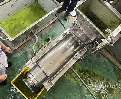 Herb / Wheatgrass / Pandan Leaf Process Line