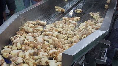 Industrial Vegetable Blancher Machine PT-3000