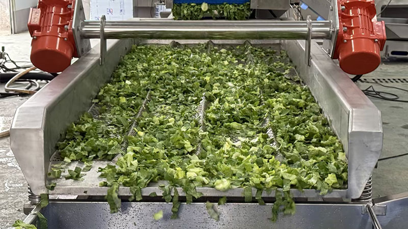 Salad and Leavy Vegetable Cutting Washing Drying Machine