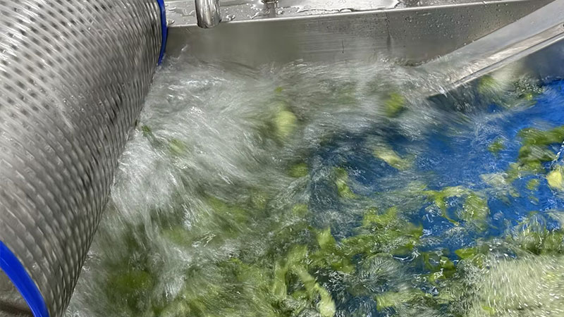 Salad and Leavy Vegetable Cutting Washing Drying Machine