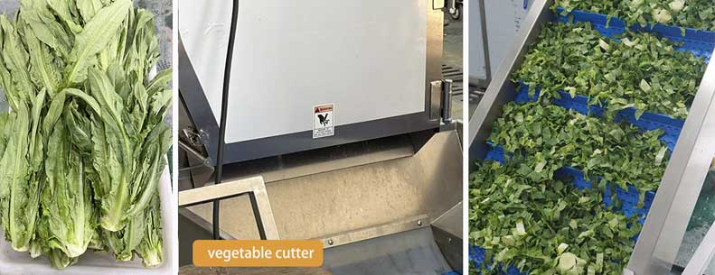Leafy Vegetable Processing Line for Fresh-Cut Salad Business (UAE Case Study)