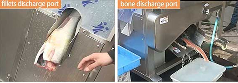 FCM-333 Automatic large-fish salmon filleting machine