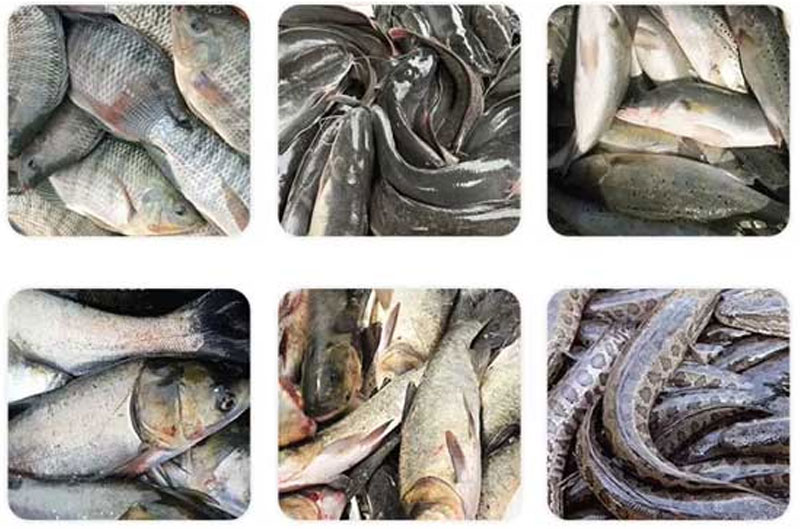 FCM-333 Automatic large-fish salmon filleting machine