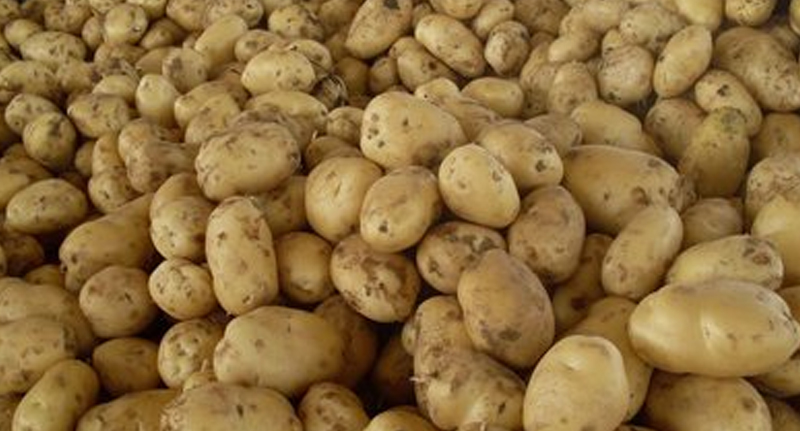 Spiral Roller Brush for Washing and Polishing Root Vegetables