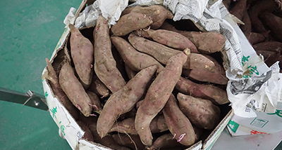 1000-5000KG/H Sweet Potato Production Line
