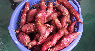 1000-5000KG/H Sweet Potato Production Line