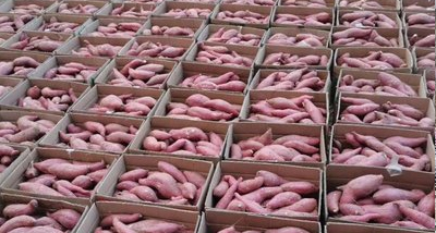 1000-5000KG/H Sweet Potato Production Line