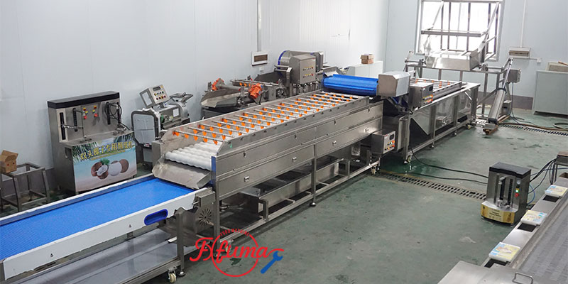 Pineapple Washing and Chunks Processing Machine 1-1.5t/h