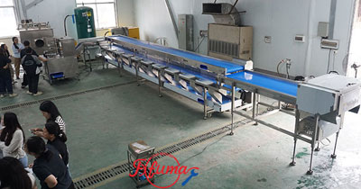 Pineapple Washing and Chunks Processing Machine 1-1.5t/h