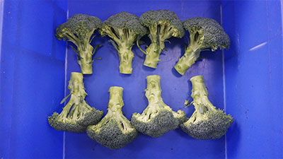 Continuous Cauliflower Broccoli Trimming
