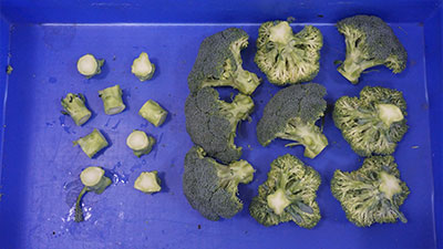 Continuous Cauliflower Broccoli Trimming