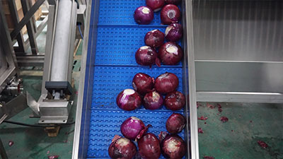 Industrial Chain-Type Onion Air Peeling Machine