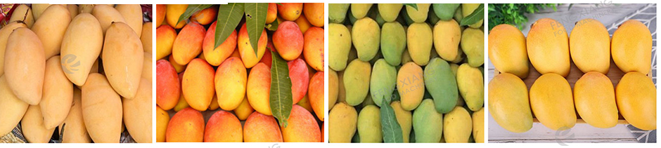 Mango Washing, Coring, Peeling, Slice Cutting Machine Customized Mango Process Line