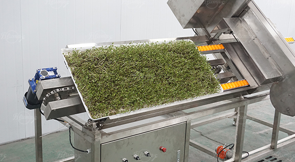 Commercial Automatic Tray-Grown Sprout Root Cutter Machine