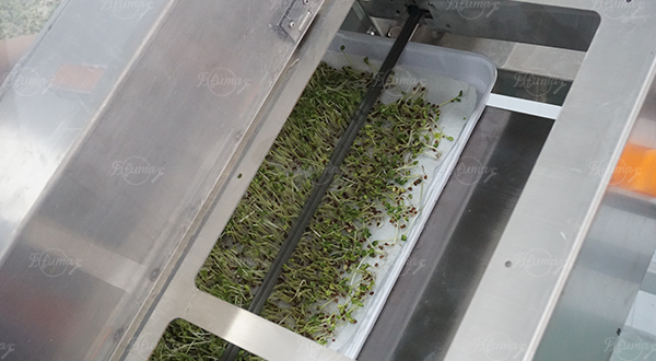 Commercial Automatic Tray-Grown Sprout Root Cutter Machine