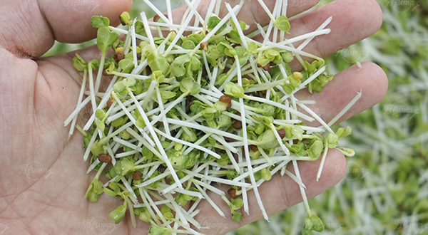 Commercial Automatic Tray-Grown Sprout Root Cutter Machine